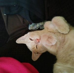 Meet your Posher, Melissa